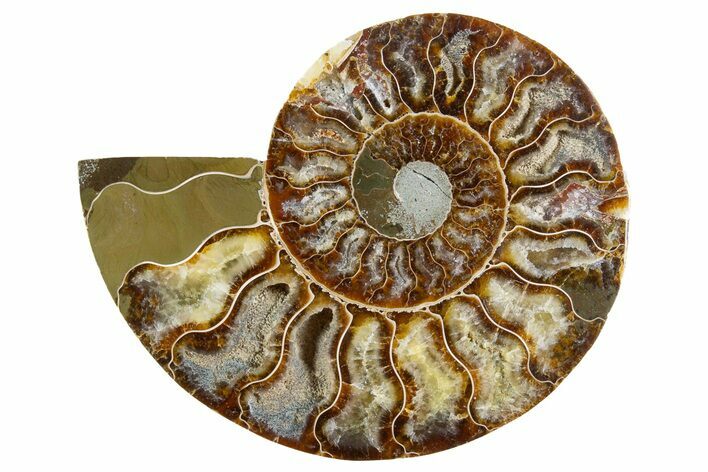 Cut & Polished Ammonite Fossil (Half) - Madagascar #345992